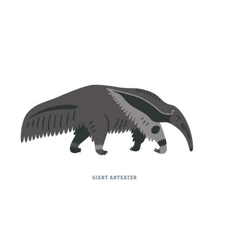 Giant Anteater. Illustration of giant anteater or Myrmecophaga tridactyla, also known as the american ant bear. Simple Colorful vector illustration in flat cartoon style on white background.のイラスト素材