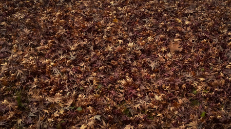 autumn leavesの写真素材