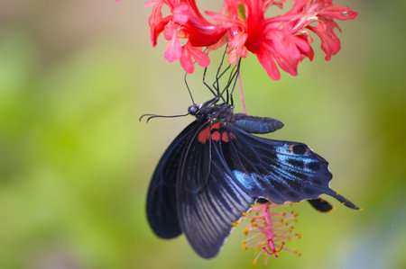 Black tropical butterfly feeding on the red flowerの写真素材