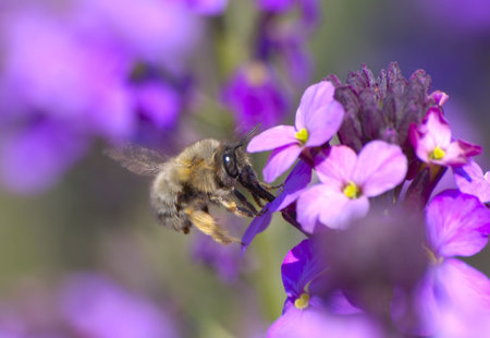 Bumble bee bug feeding on the purple flower