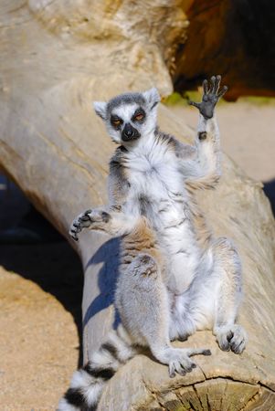 bored ring tailed lemur catta surrender in zooの写真素材