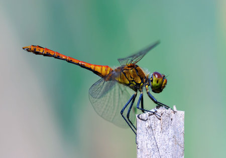 Vagrant darter - dragonfly