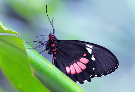 Common Mormon