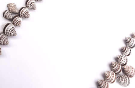 White frame|designing with snail shell on white pepperの写真素材