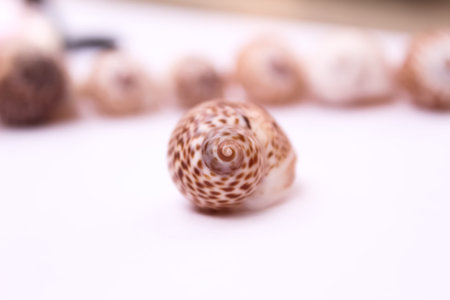 White frame|designing with snail shell on white pepper