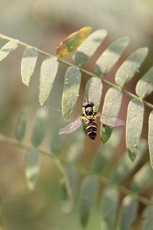 This is a honey bee sitting on a flowers, forest image