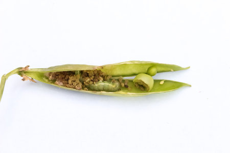 Insect are sitting in the beans