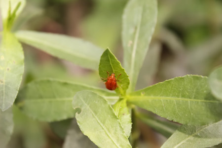 This is a small bug sitting on a leaves