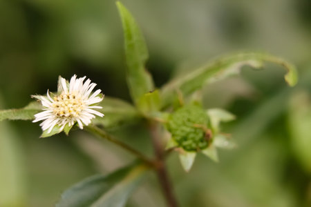 This is the flower of bhringraj plant