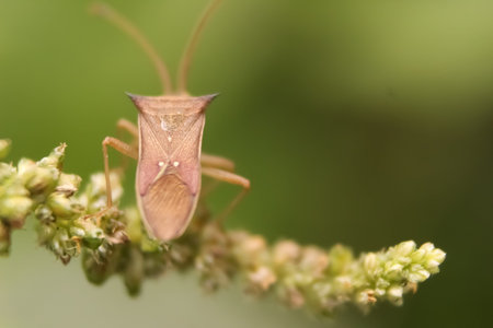 This is a small bug sitting on a leaves
