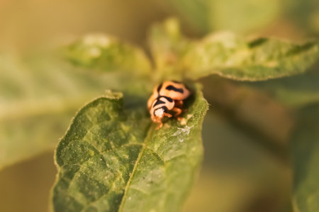 This is a small bug sitting on a leaves