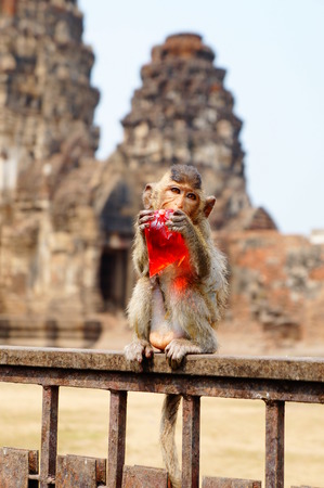 Monkey in Lopburi Thailandの写真素材