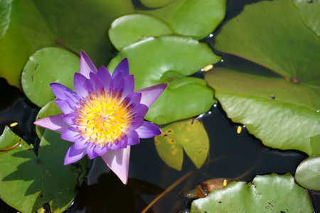 Violet lotus flowerの写真素材