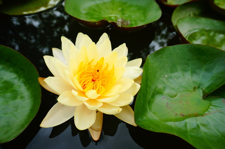 Yellow lotusの写真素材