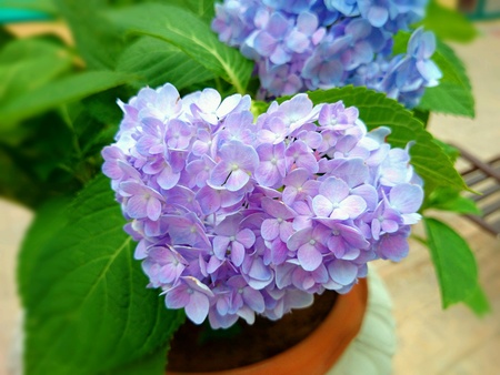 Purple Hydrangea flowersの素材