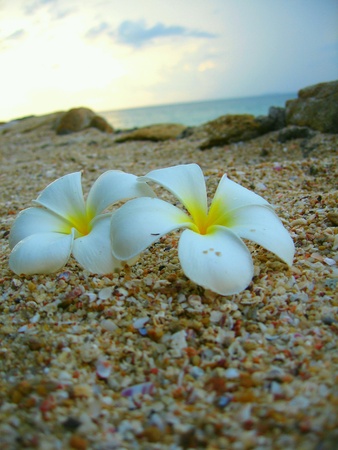 White Frangipani flower on the beachの素材