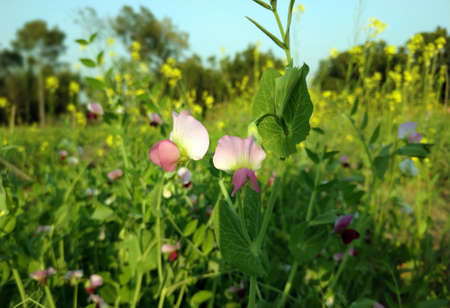 Green bean plant with bean colorful flower.の写真素材