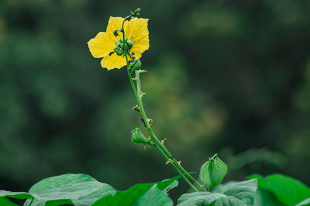 Vegetable Hybrid Dhundol & Flower - Furol - Sponge Gourd Seeds