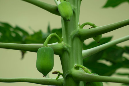 Papaya flowers are fragrant and have five cream with white to yellow-orange petals