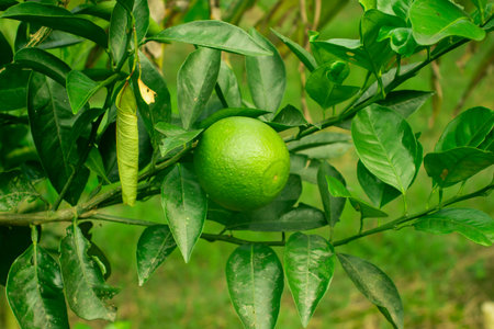 Yellow and Green Malta lemon food It is commonly called as sangtra with vitamin C and other vitamin