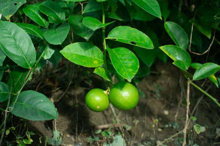 Papaya flowers are fragrant and have five cream with white to yellow-orange petalsの写真素材