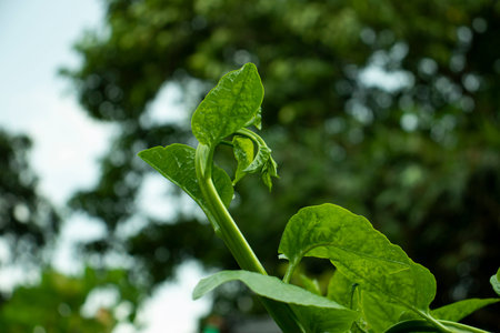 Malabar spinach or Basella alba is an edible perennial vine in the family Basellaceae.
