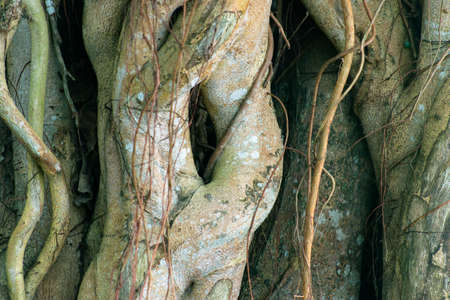 Spinach is a leafy green flowering plant also is a nice vegetable with huge vitaminの写真素材