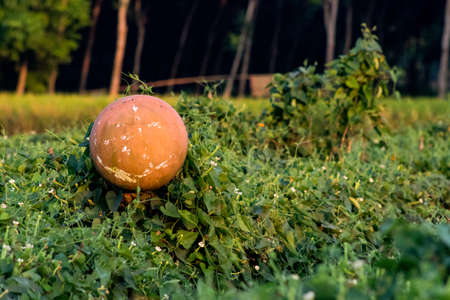 Kachudata or Colocasia Esculenta root cut long day agoの写真素材