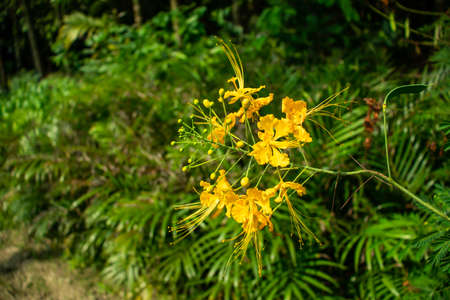 The very beautiful multi color leaf in the flower plantの写真素材