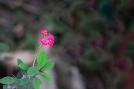 The very beautiful multi color leaf in the flower plant