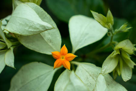 The lily or Liliaceae or lilium white and orange flowerの写真素材