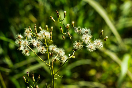 A group of tiny wool and fur beautiful grass flower in the street