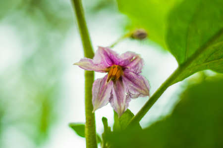A colorful single brinjal flower in the family gardenの写真素材