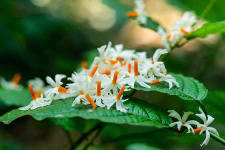 Night-flowering jasmine or Parijat or hengra bubar or Shiuliの写真素材