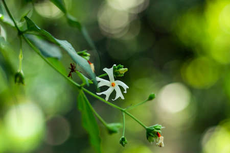 Nyctanthes arbor-tristis, the night-flowering jasmine or Shiuliの写真素材
