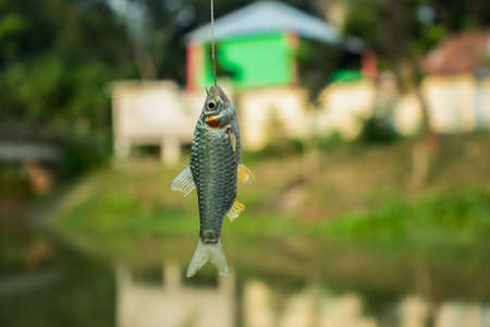 Puntius or Cypriniformes or Cyprinidae. Putti fish in the hookの写真素材