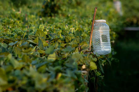 For catching insects and pests and traps have been made by leaking plastic bottlesの写真素材