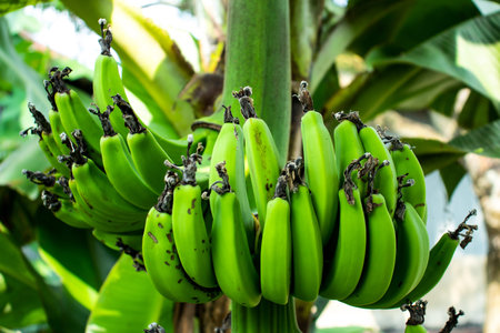 Green banana or Banana cultivation and a great fruitの写真素材
