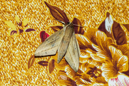 A brown and deep gray dead butterfly on a bedsheetの写真素材