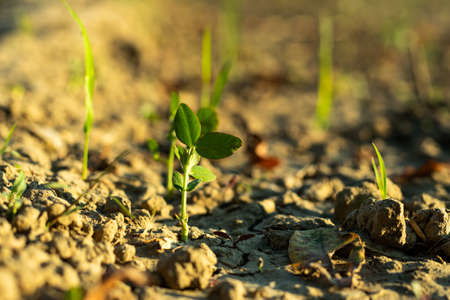 The Pisum Sativum or Pea is a small spherical seed or a vegetableの写真素材