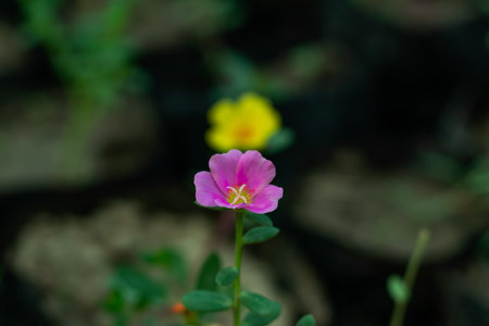 Portulaca oleracea or Little hogweed pink and yellow color petals grass flowerの写真素材