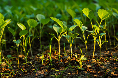 In the shed many small seedlings have grown from the seedsの写真素材