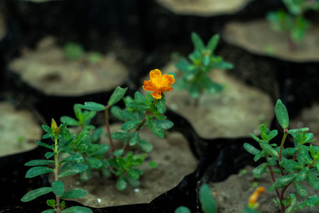 Orange and yellow color grass flower that called Little hogweedの写真素材