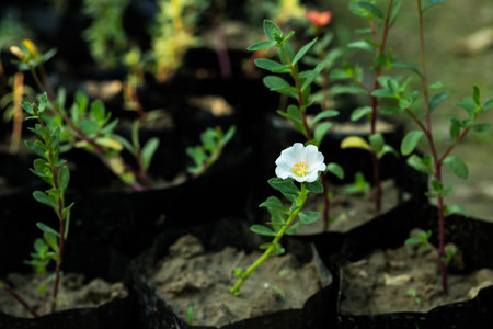 Portulaca oleracea white petals and yellow petal grass flowerの写真素材