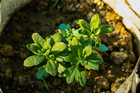White-leaf rock-rose seedling plant on plastic bags into the home gardenの写真素材