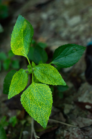 A beautiful colorful leaf and it is a forest tree or wood germander