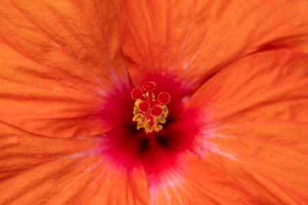 Hibiscus rosa-Sinensis or Joba flower beautiful closeupの写真素材
