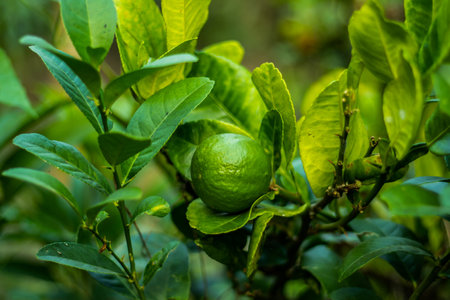 Orange or green seedless lemon tree plant of Bangladeshの写真素材