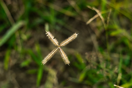 Natural Durban crowfoot little star white sign garss flower petalsの写真素材