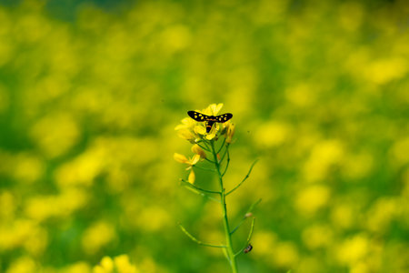 Bee colleting honey from Rape or Colbaga or White mustard from of Brassicaceaeの写真素材